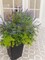 117 Bunches UV Resistant Fake Plants Outdoor – Artificial Greenery Bushes, Faux Eucalyptus Shrubs for Garden, Patio, Front Porch, Yard & Home Decor